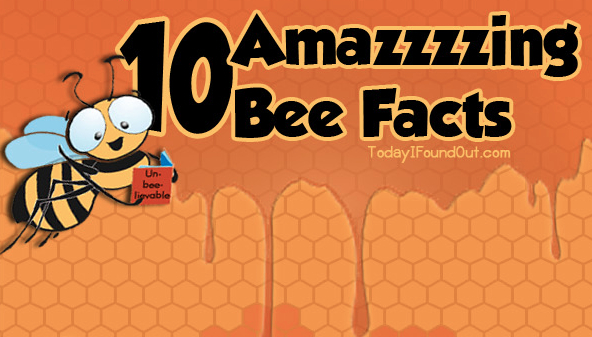 10 Amazzzzing Bee Facts